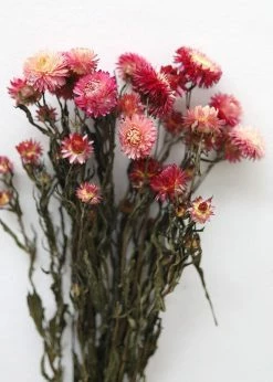 Afloral Dried Pink Helichrysum Everlasting Daisies - 15-22" Dried Flowers