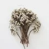 Afloral Dried Flowers White Natural Dried Tallow Berries - 6-8"