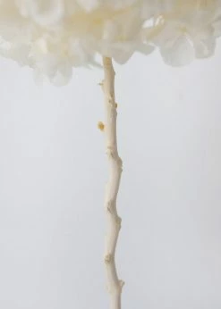 Afloral Large Petal Preserved Hydrangea In Cream - 22-24