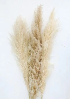 Afloral Bundle Of 3 Dried Natural Pampas Grass - 40-48