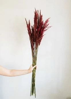 Afloral Dried Flowers Preserved Burgundy Plume Reed Grass - 36-40