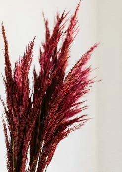 Afloral Dried Flowers Preserved Burgundy Plume Reed Grass - 36-40"