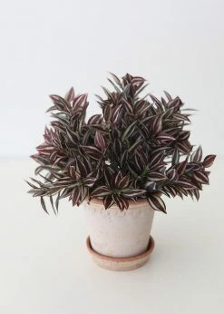 Afloral Mini Wandering Jew Pick - 11