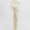 Afloral White Dried Bunny Tails - 18-28"