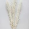 Afloral Bundle Of 3 Bleached Pampas Grass - 40-48"