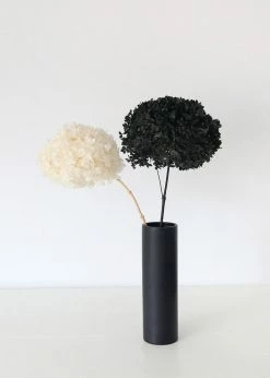 Afloral Dried Hydrangea In Cream - 22-24