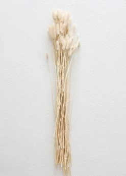 Afloral Natural Dried Bunny Tail - 18-28" Dried Flowers