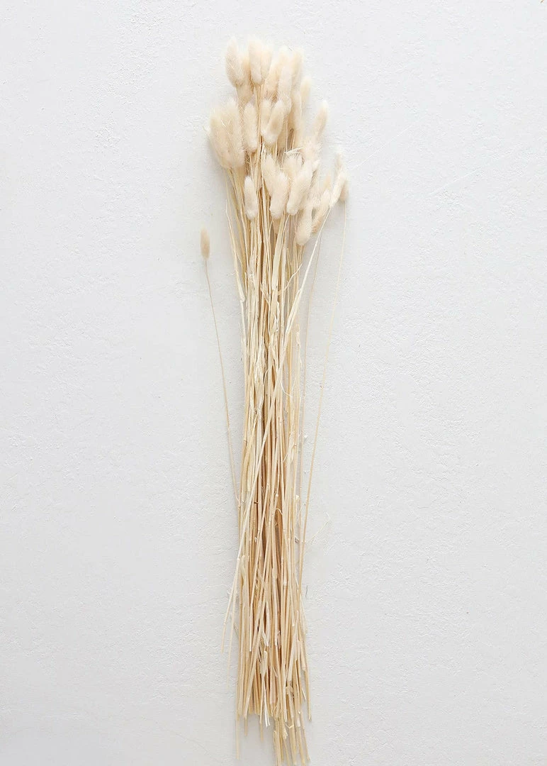 Afloral Natural Dried Bunny Tail - 18-28" Dried Flowers