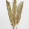 Afloral Bundle Of 3 Natural Cycas Palms - 30-36" Dried Flowers