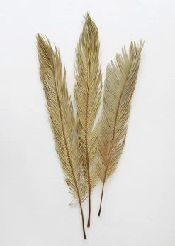 Afloral Bundle Of 3 Natural Cycas Palms - 30-36" Dried Flowers