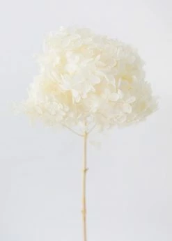 Afloral Dried Hydrangea In Cream - 22-24"