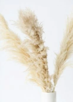Afloral Bundle Of 3 Dried Natural Pampas Grass - 40-48