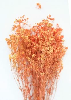 Afloral Orange Preserved Baby's Breath - 24-32