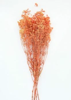 Afloral Orange Preserved Baby's Breath - 24-32