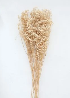 Afloral Dried Flowers Ivory Preserved Baby's Breath - 24-32"