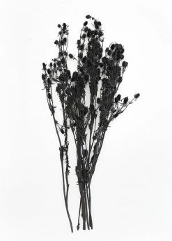 Afloral Dried Flowers Black Dried Eryngium Sea Holly Flowers - 15-22"