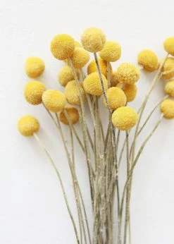 Afloral Bundle Of 25 Dried Craspedia Billy Buttons - 18-26"