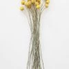 Afloral Bundle Of 25 Dried Craspedia Billy Buttons - 18-26"