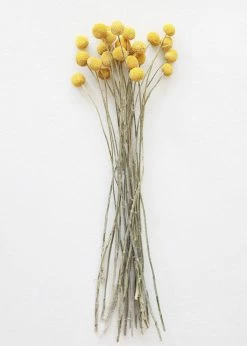 Afloral Bundle Of 25 Dried Craspedia Billy Buttons - 18-26"