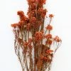 Afloral Dried Flowers Terracotta Preserved Rice Flower - 18-26"