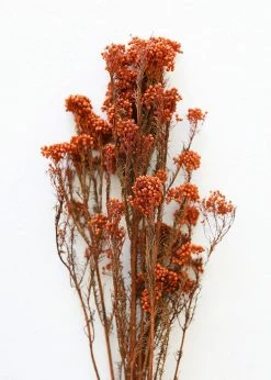 Afloral Dried Flowers Terracotta Preserved Rice Flower - 18-26"