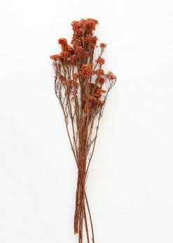 Afloral Dried Flowers Terracotta Preserved Rice Flower - 18-26