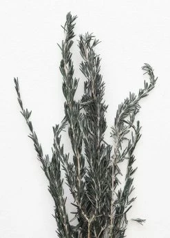 Afloral Dried Flowers Preserved Rosemary Greenery - 18-28"