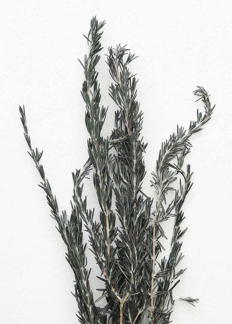 Afloral Dried Flowers Preserved Rosemary Greenery - 18-28"