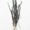 Afloral Dried Flowers Preserved Rosemary Greenery - 18-28"