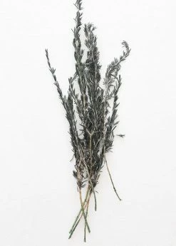 Afloral Dried Flowers Preserved Rosemary Greenery - 18-28"