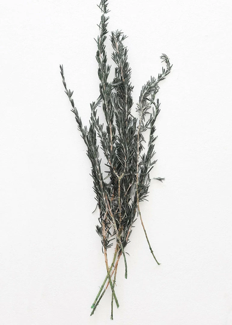 Afloral Dried Flowers Preserved Rosemary Greenery - 18-28"