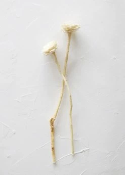 Afloral Bundle Of 2 Bleached Dried African Sunflowers - 12-15"