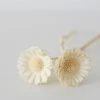 Afloral Bundle Of 2 Bleached Dried African Sunflowers - 12-15"