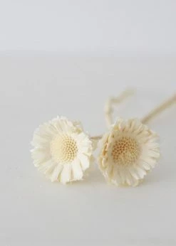 Afloral Bundle Of 2 Bleached Dried African Sunflowers - 12-15"