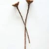 Afloral Bundle Of 2 Dried African Sunflowers - 12-15"