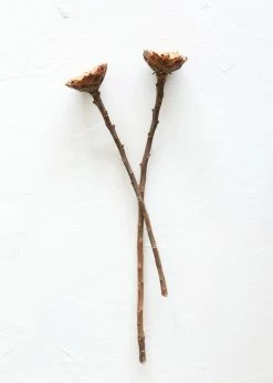 Afloral Bundle Of 2 Dried African Sunflowers - 12-15"