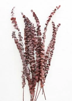 Afloral Dried Flowers Burgundy Preserved Spiral Eucalyptus - 17-24"