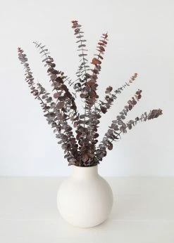 Afloral Preserved Frosted Brown Spiral Eucalyptus - 20-28" Dried Flowers