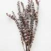 Afloral Preserved Frosted Brown Spiral Eucalyptus - 20-28" Dried Flowers