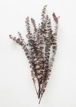 Afloral Preserved Frosted Brown Spiral Eucalyptus - 20-28" Dried Flowers