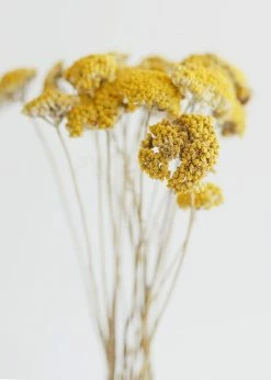 Afloral Dried Natural Yarrow Flowers - 18-24" Dried Flowers