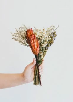 Afloral Bundle Of 6 Red Dried Protea Repens - 7-12