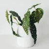 Afloral Artificial Plants Artificial Angel Wing Begonia Leaf Plant - 12"