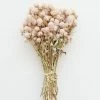 Afloral Dried Flowers Air-Dried Globe Amaranth In Pink - 14-18"