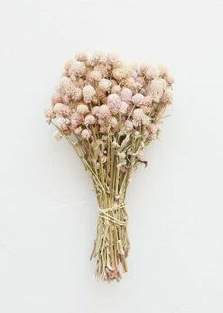 Afloral Dried Flowers Air-Dried Globe Amaranth In Pink - 14-18"